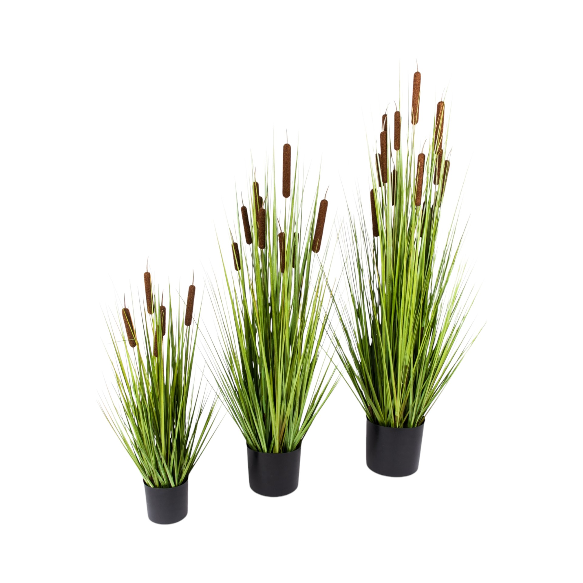 Schilfgras mittel in Topf mit 8 Rohrkolben Darstellung von Schilfgras mittel in Topf mit 8 Rohrkolben