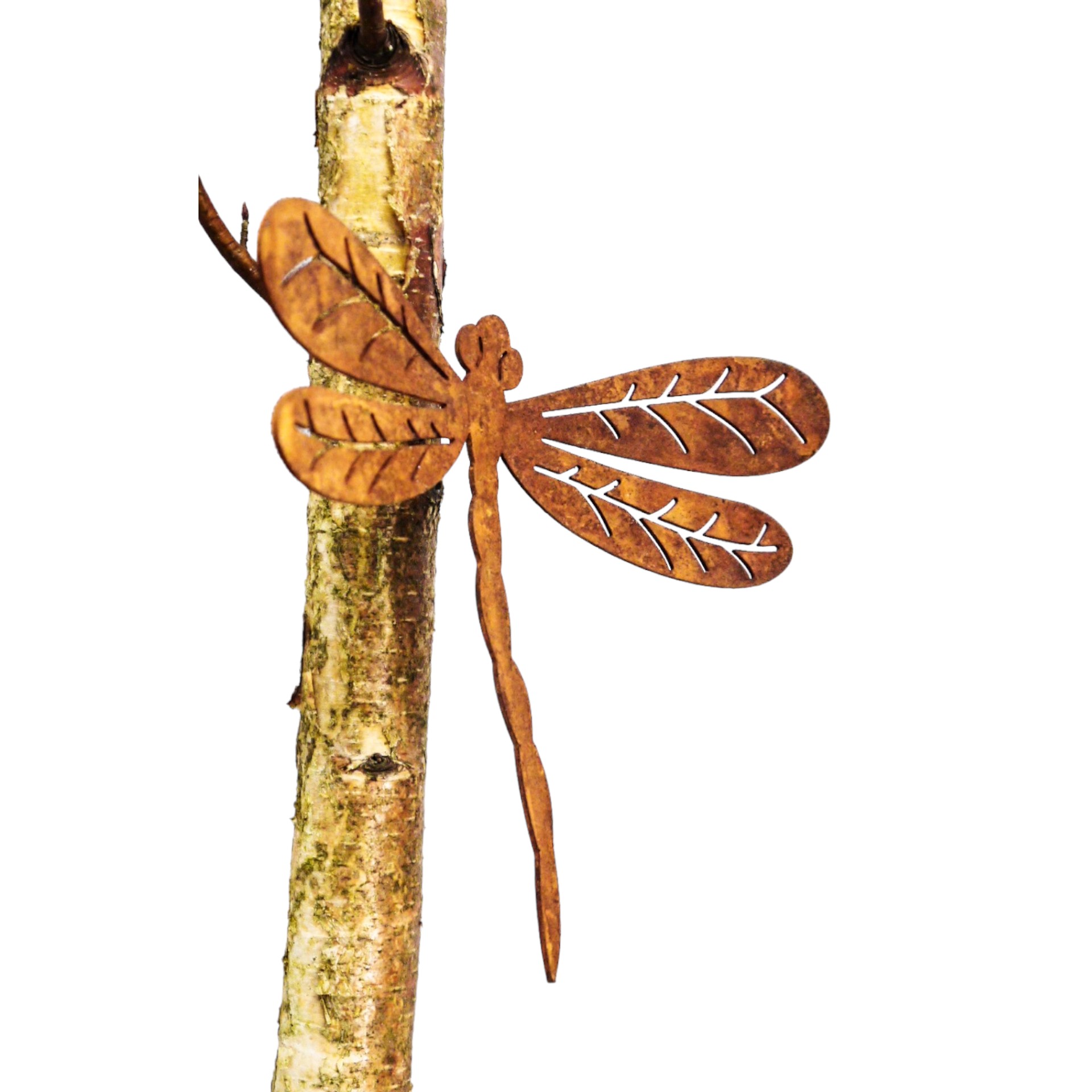 Libelle ROST gross mit Dorn Darstellung von Libelle ROST gross mit Dorn