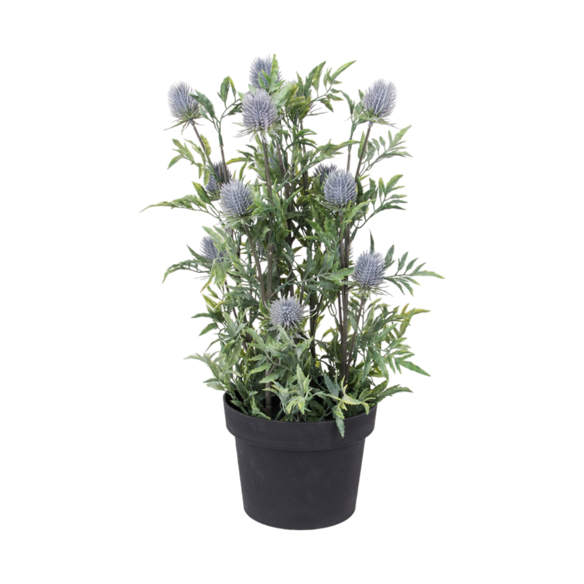 Distelstrauch in Topf, d= 14,5, h= 44 cm Darstellung von Distelstrauch in Topf, d= 14,5, h= 44 cm