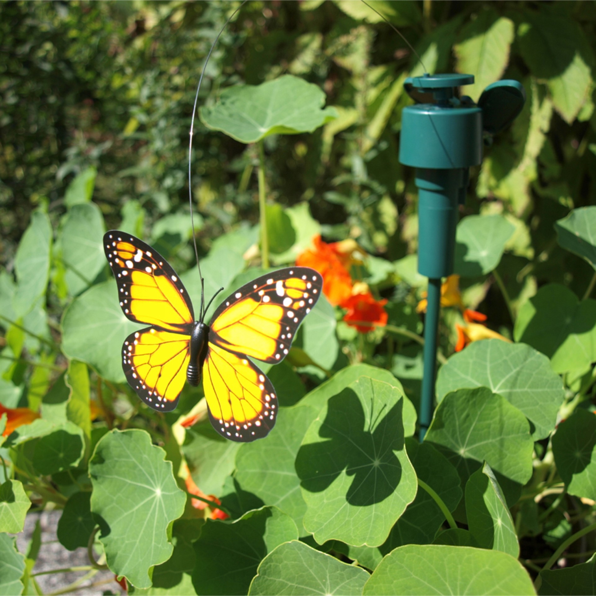 RP Schmetterlinge nur Solar 6 Farben sort Darstellung von RP Schmetterlinge nur Solar 6 Farben sort