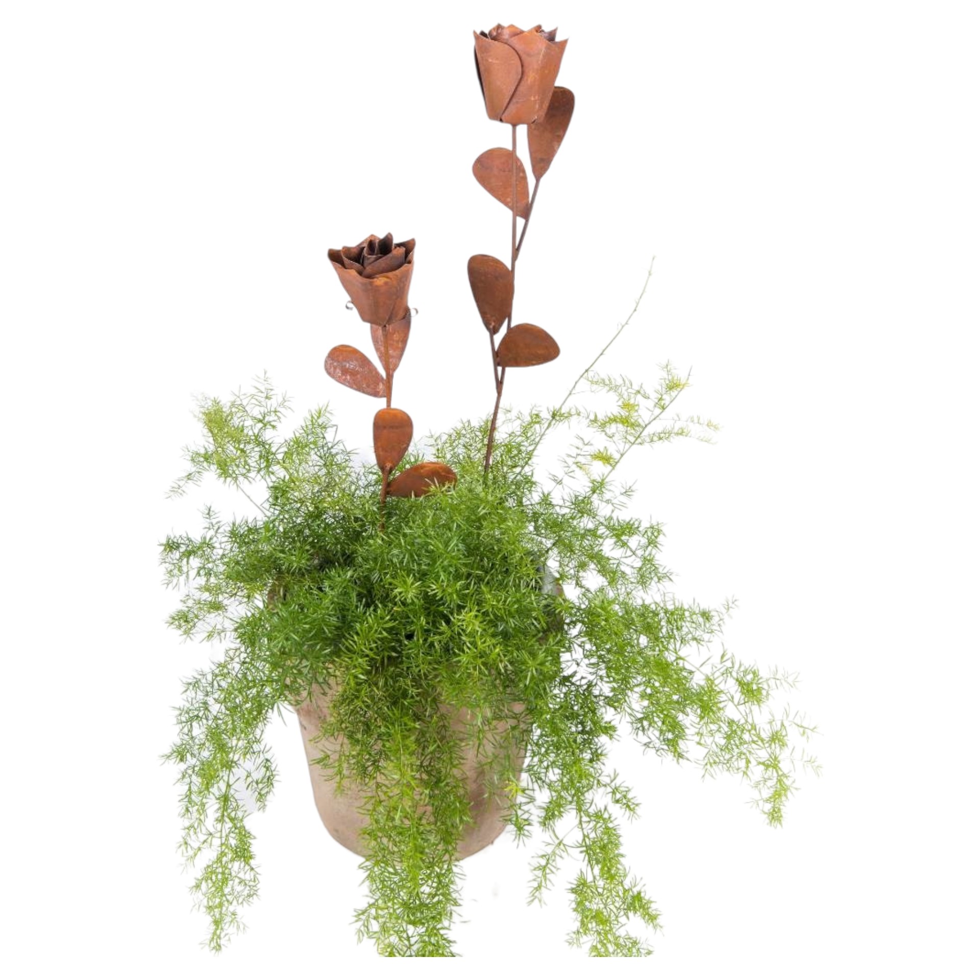 Darstellung von Rose a. Stab riesig mit Blätter