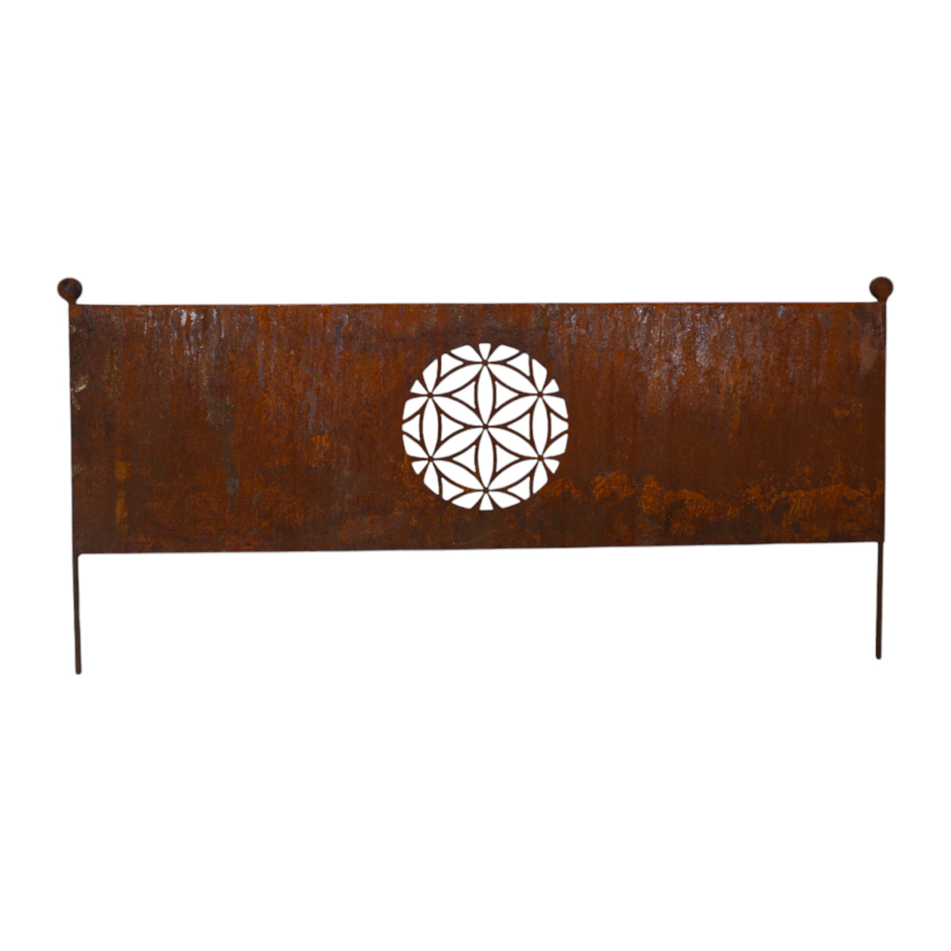 Darstellung von Zaunstecker/ Rasenkante Lebensblume