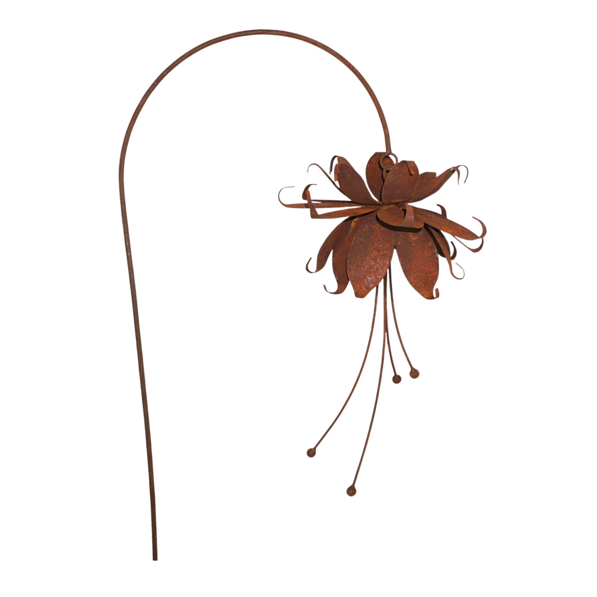 Darstellung von Fuchsia a Stab hängend