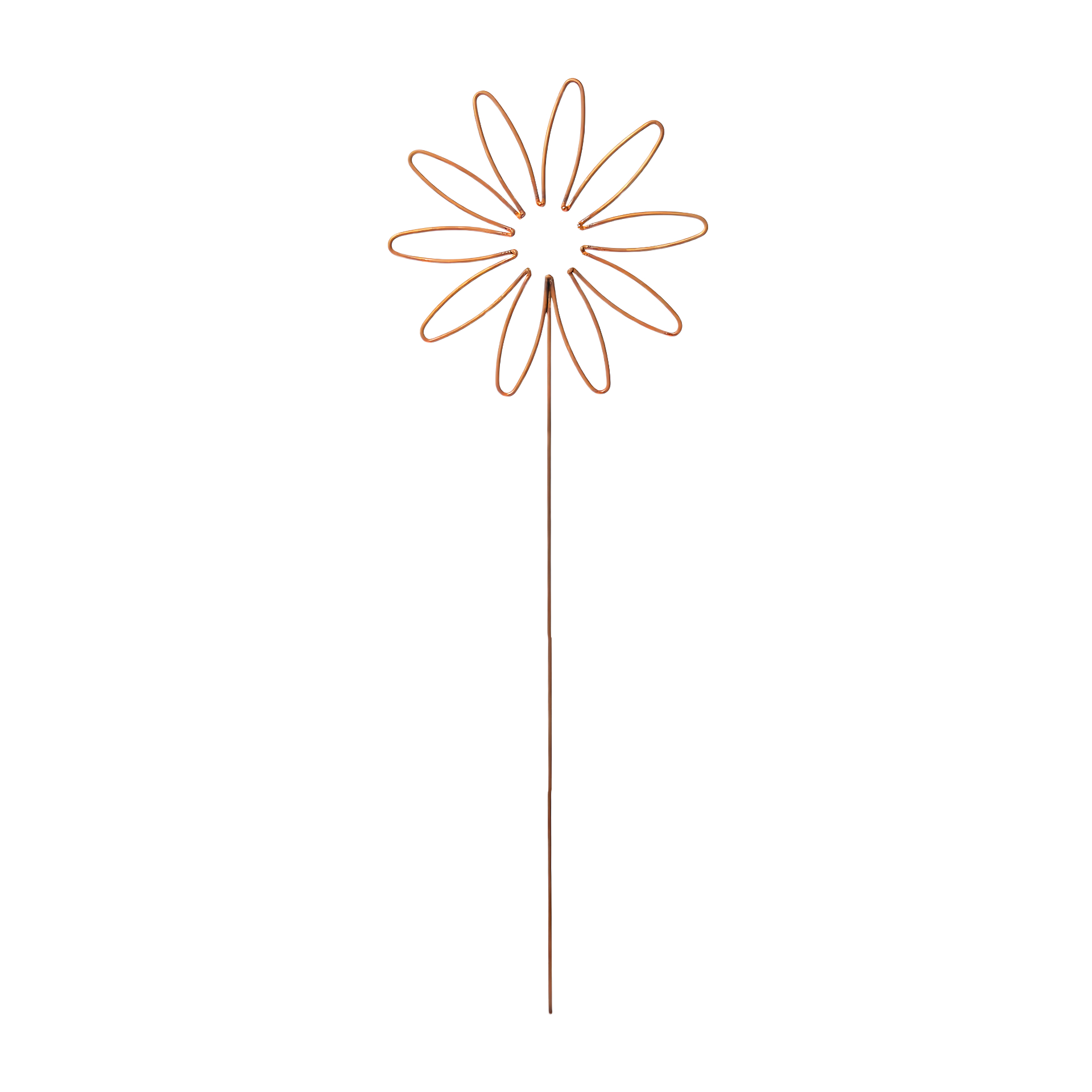 Darstellung von Drahtblume kl. 10 Blüten