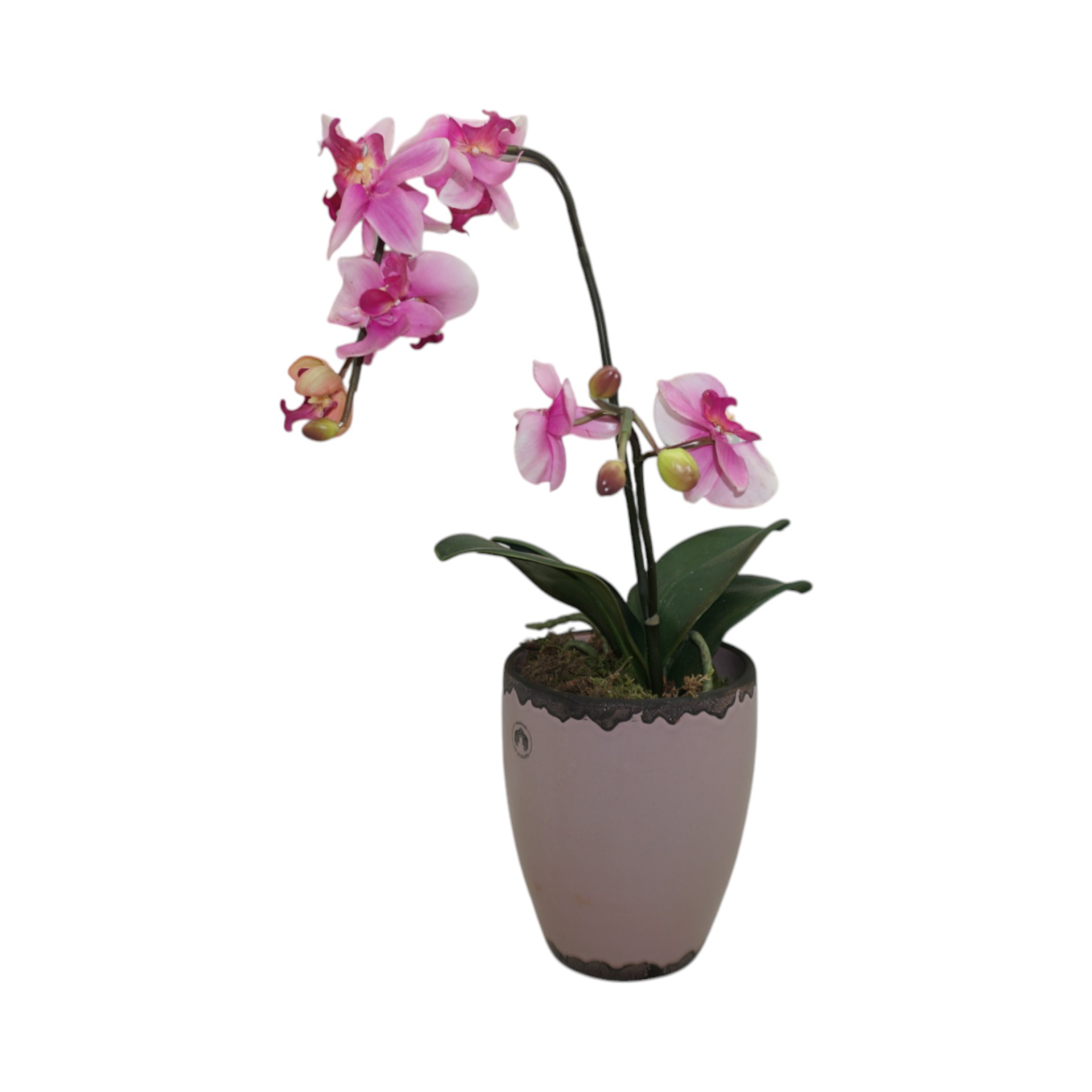 RP Orchideentopf FLIEDER Darstellung von RP Orchideentopf FLIEDER