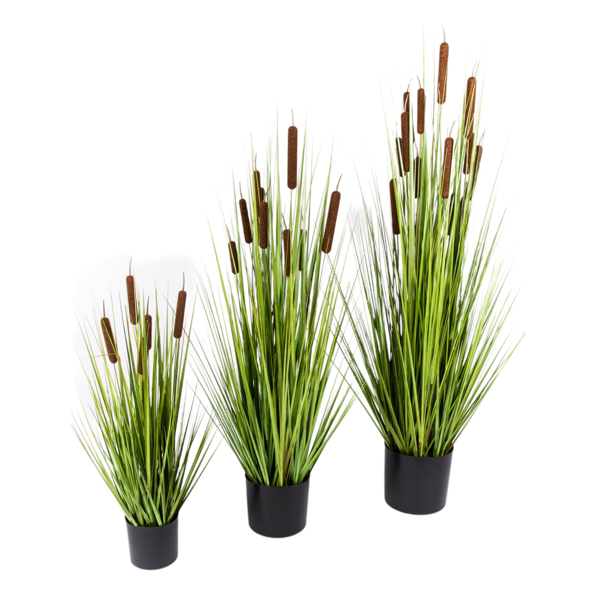 Schilfgras gross in Topf mit 13 Rohrkolben Darstellung von Schilfgras gross in Topf mit 13 Rohrkolben