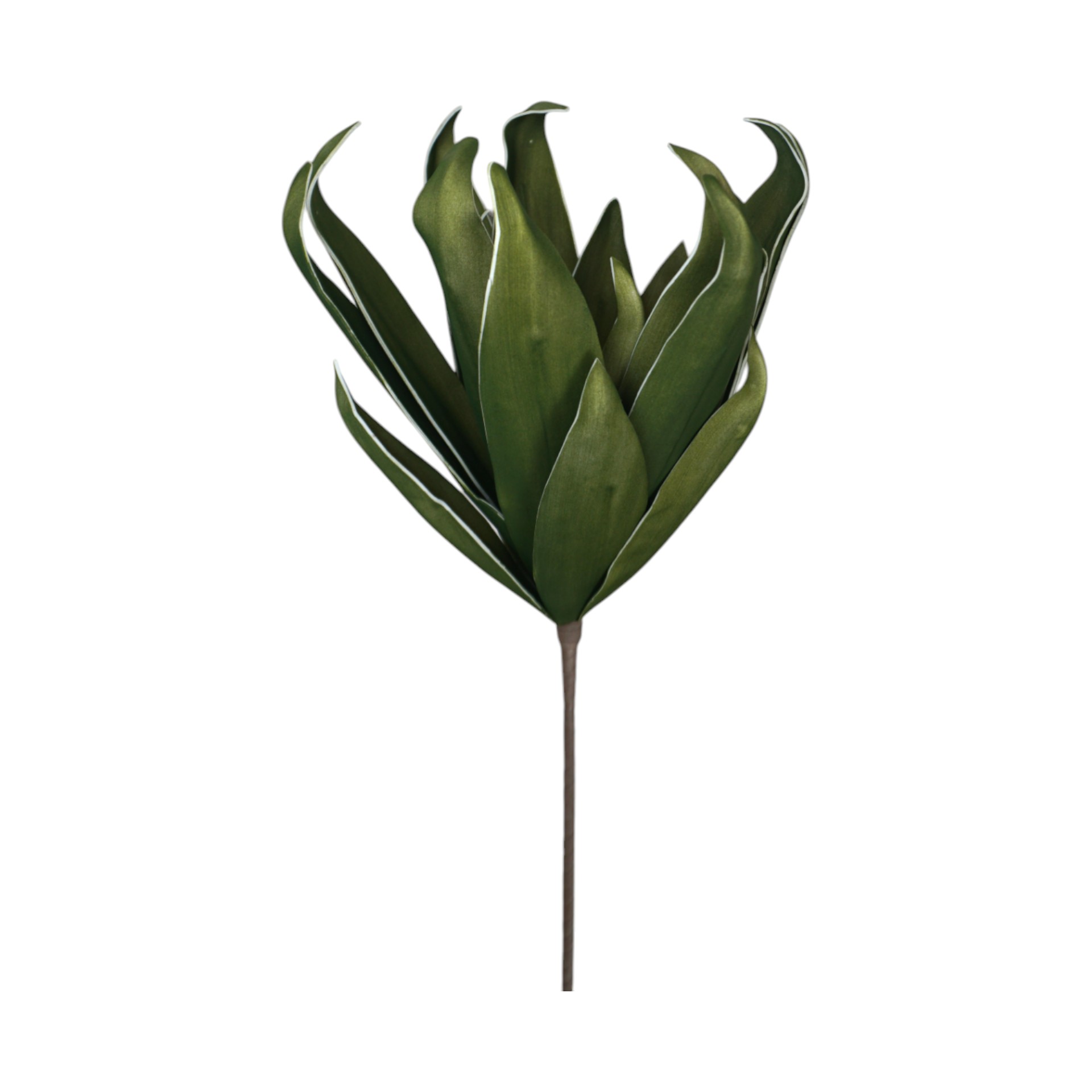 Darstellung von Aloe vera grün 88 cm