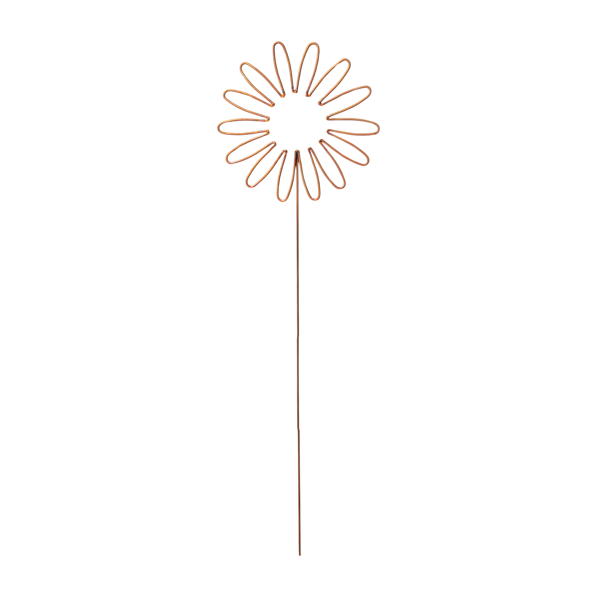 Darstellung von Drahtblume kl. 14 Blüten