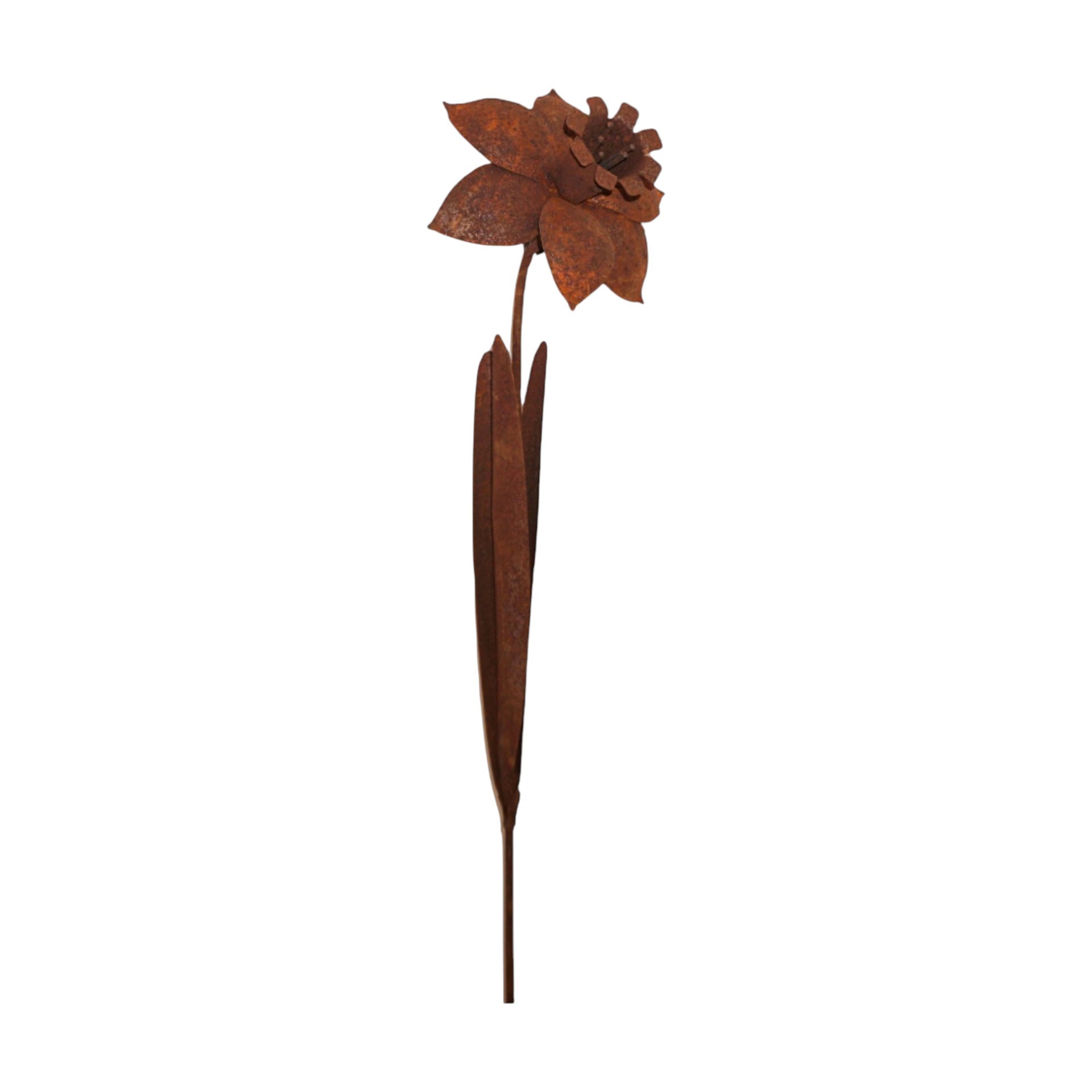 Darstellung von Narzisse z. Stecken rost, h= 110 cm, b= 22 cm