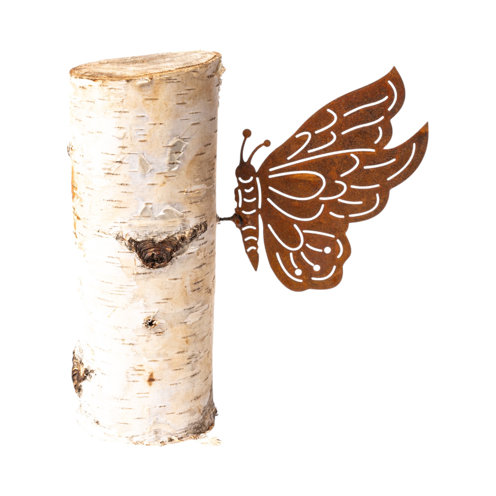 Falter gross mit Dorn seitlich Darstellung von Falter gross mit Dorn seitlich