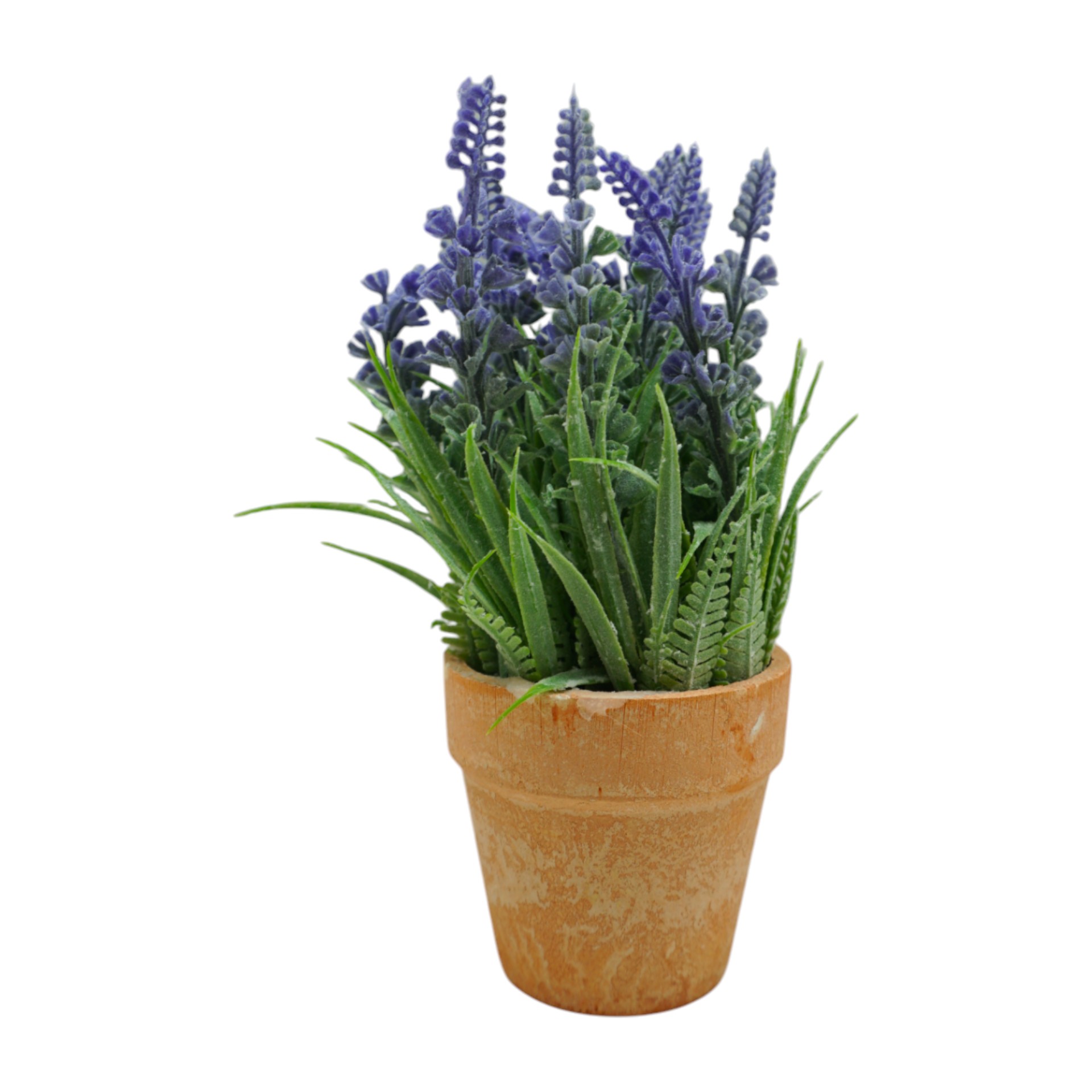 Lavendel i. Topf h= 18 cm Darstellung von Lavendel i. Topf h= 18 cm