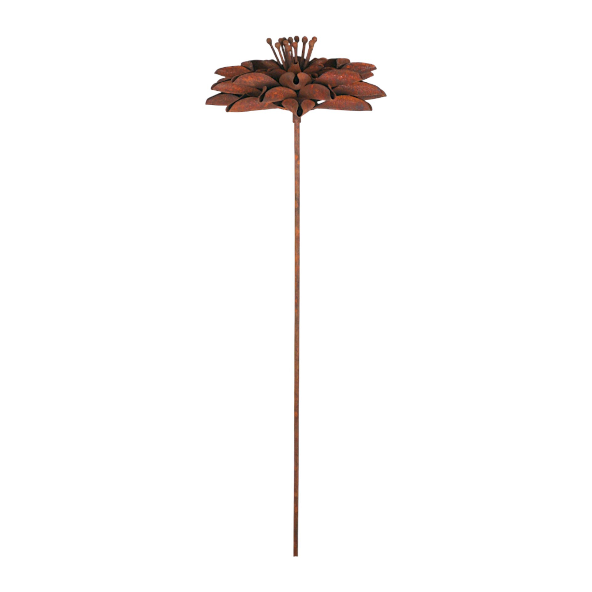 Darstellung von Chrysantheme rost a. Stab