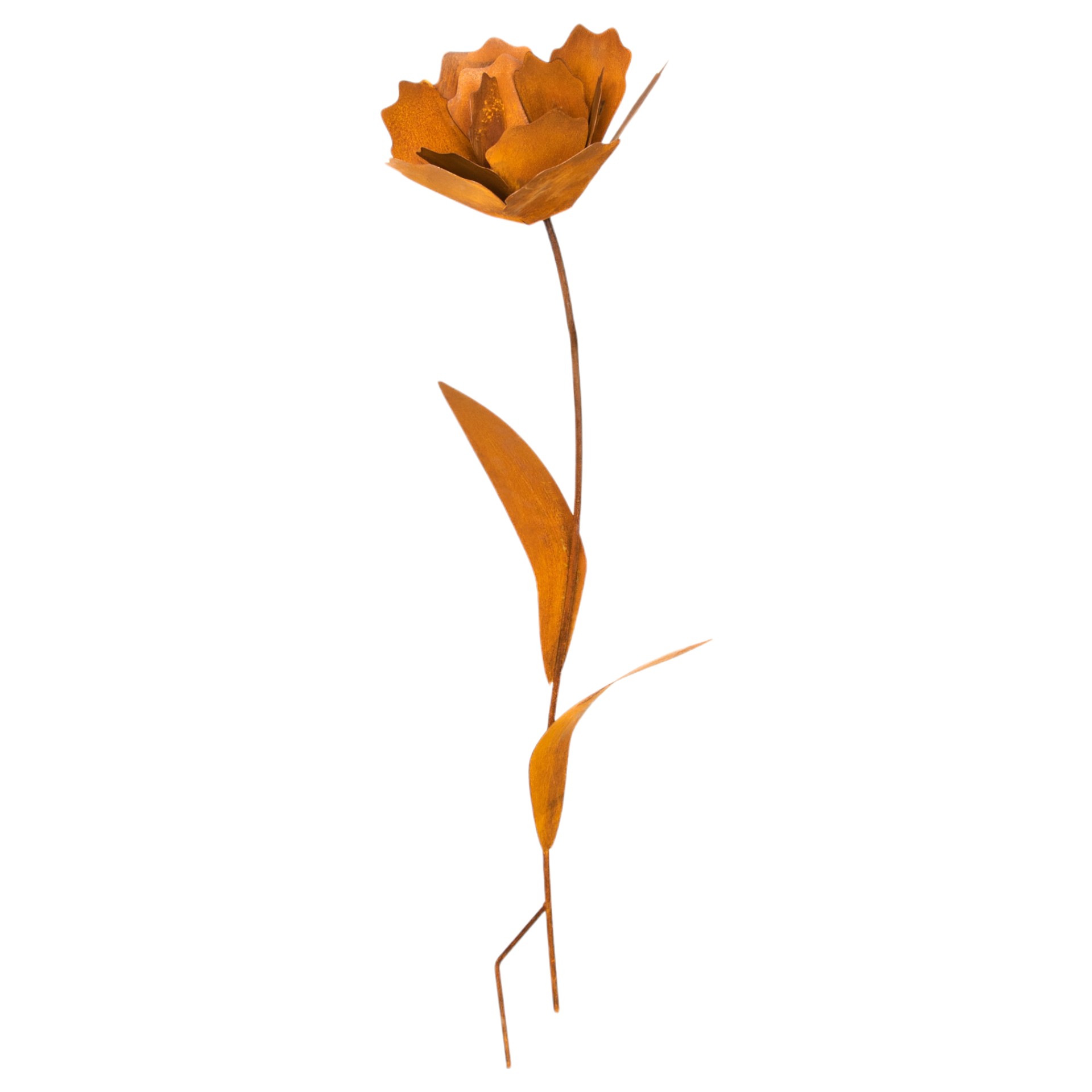 Darstellung von Rose mittel zum Stecken, 22x110 cm