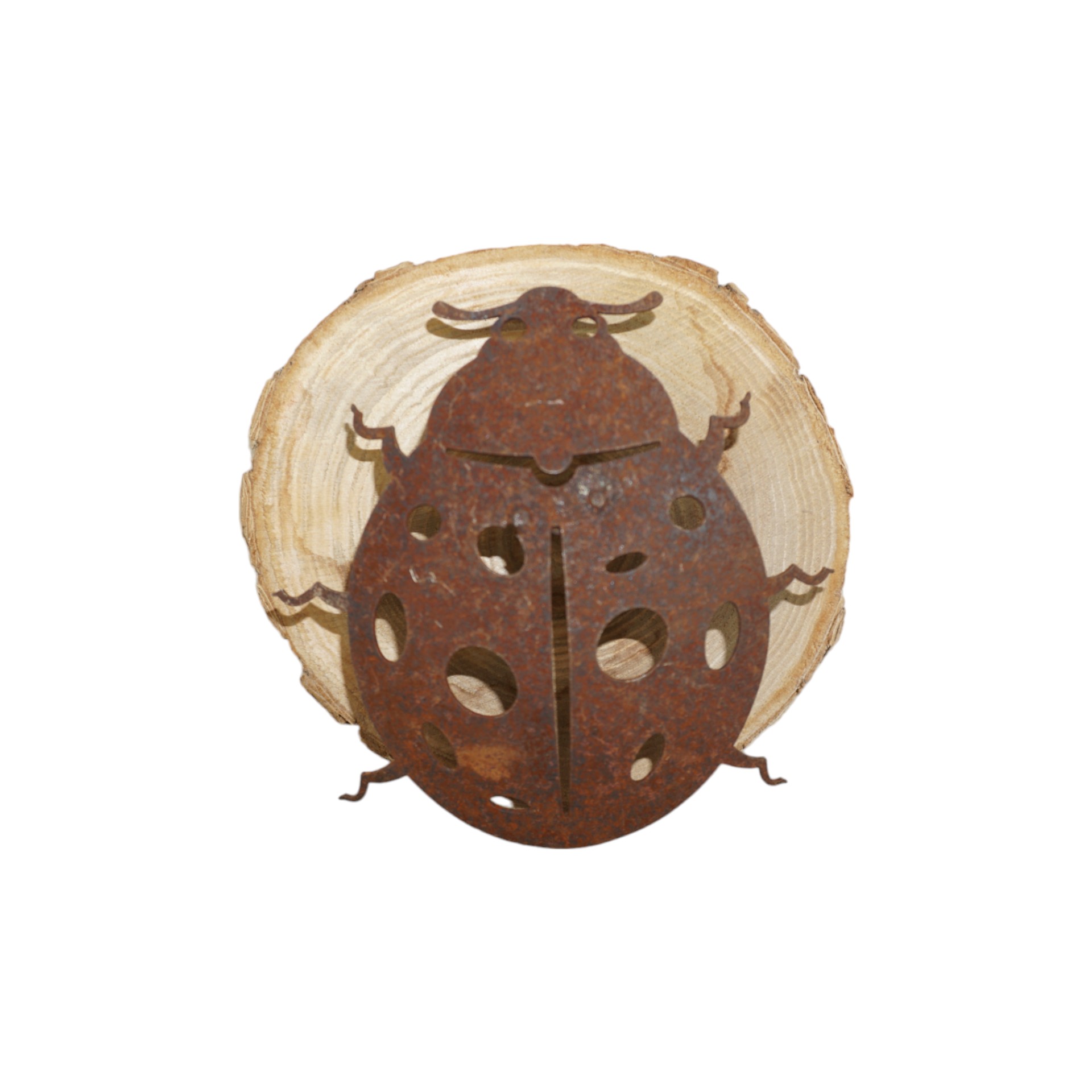 Käfer mit Dorn ROST Darstellung von Käfer mit Dorn ROST