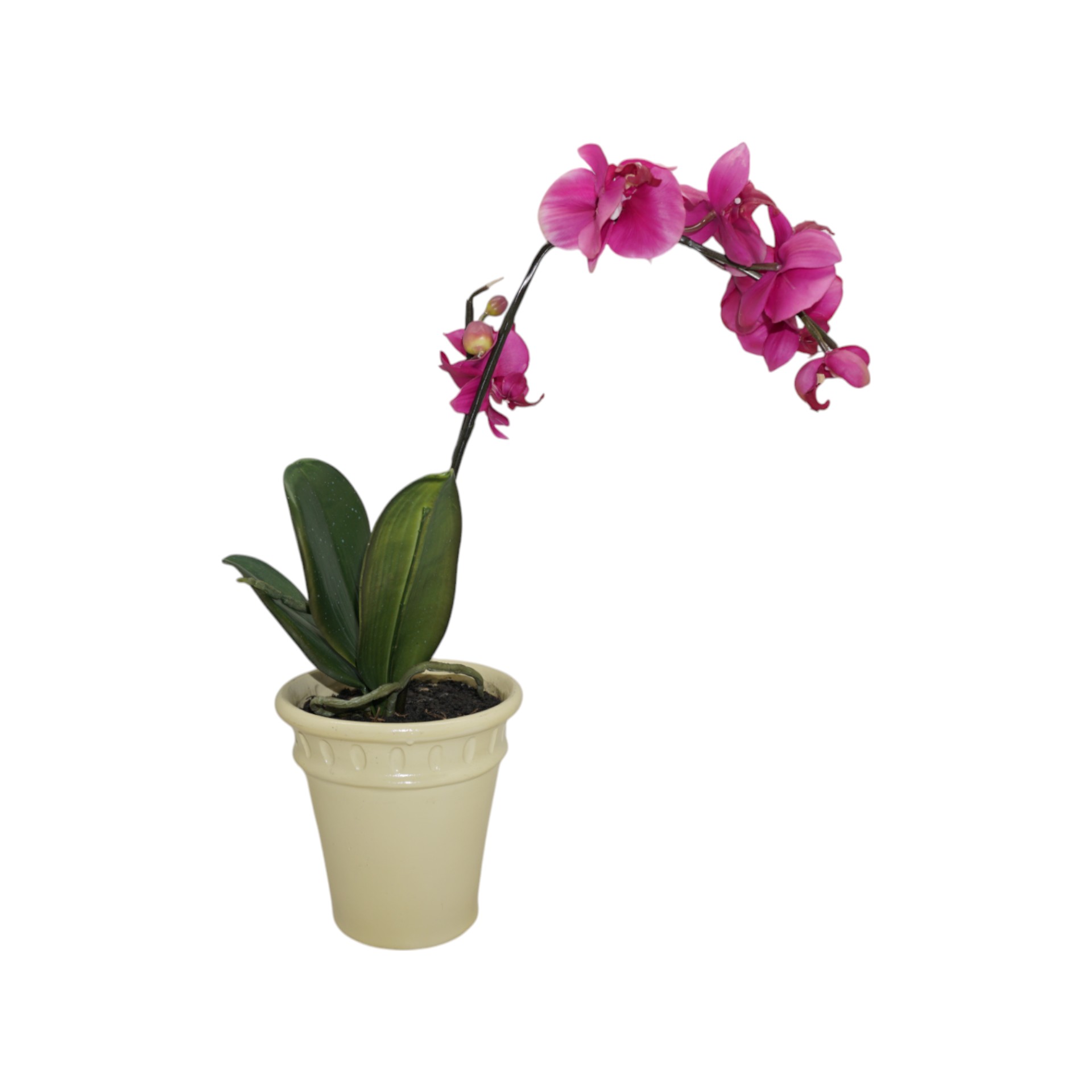 Darstellung von RP getopfte Orchidee pink