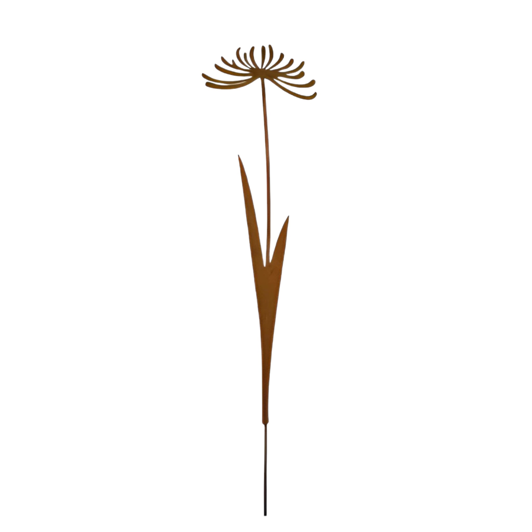 Darstellung von Gänseblume mittel z. Stecken