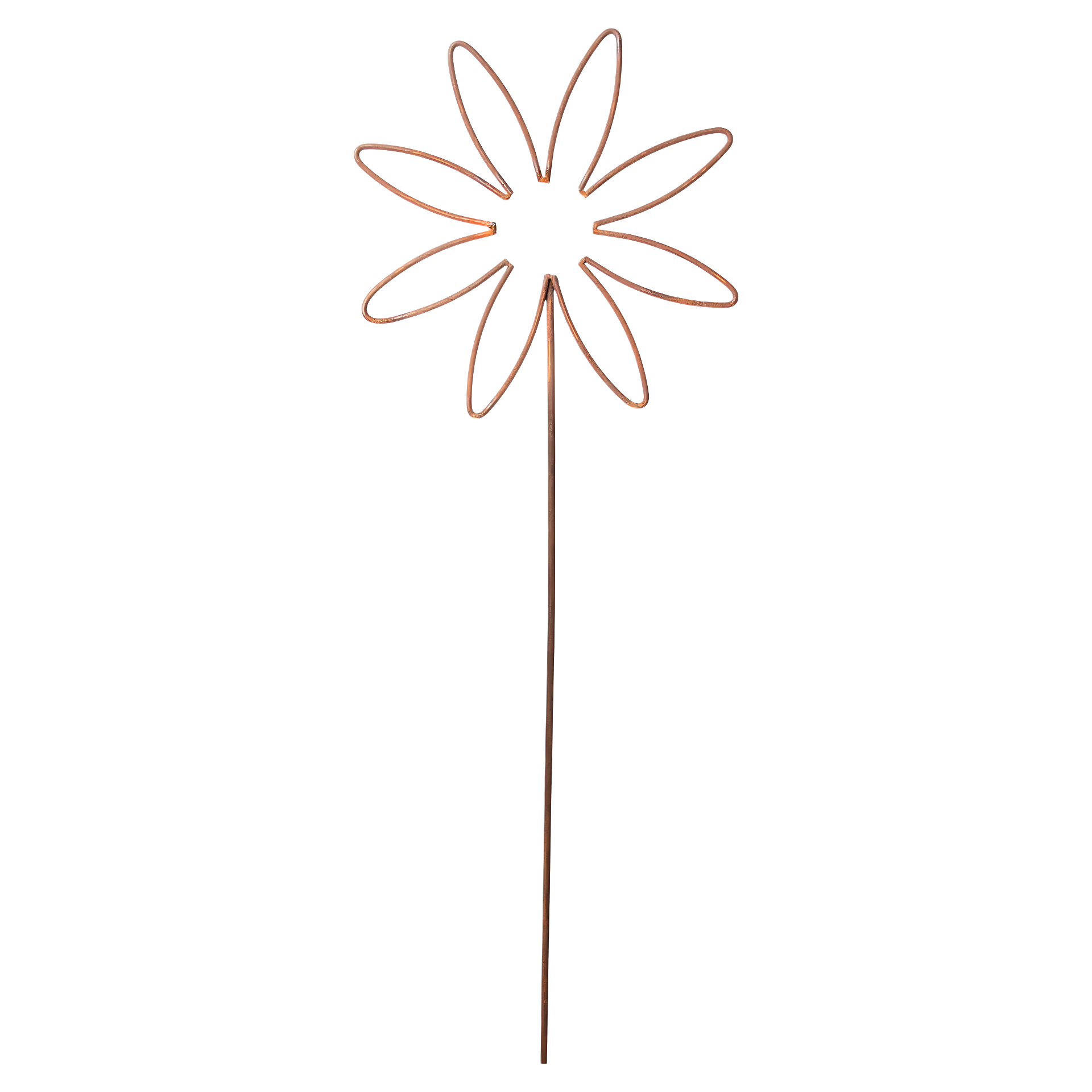 Darstellung von Drahtblume einfach gross 8 Blüten