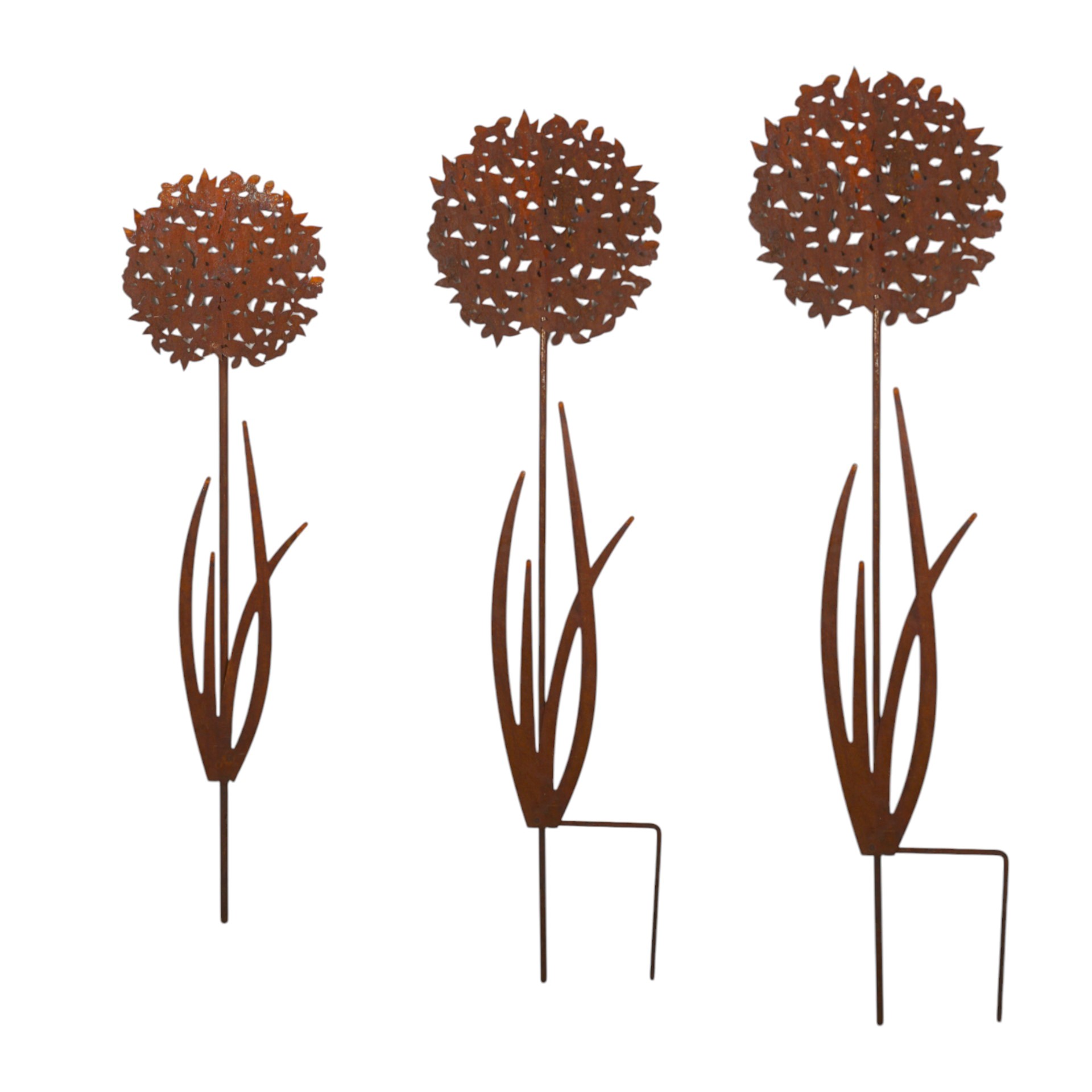 Darstellung von Allium gross zum Stecken