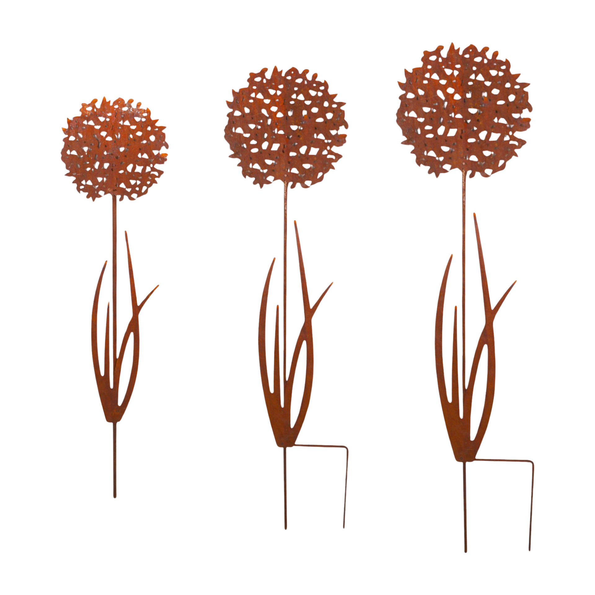 Darstellung von Allium klein zum Stecken