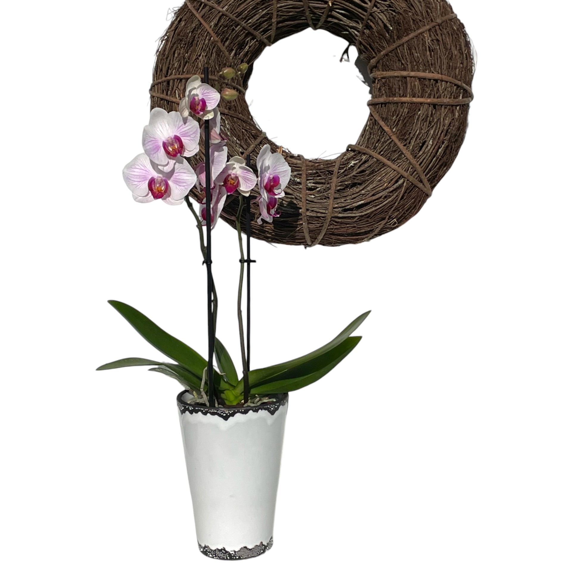 Darstellung von RP HOHER Orchideentopf WEISS h= 20 cm