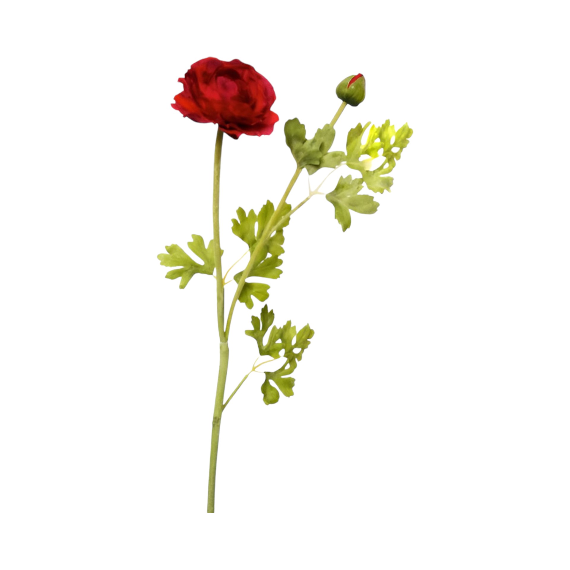 Darstellung von RP Ranunkel hellrosa l= 54 cm