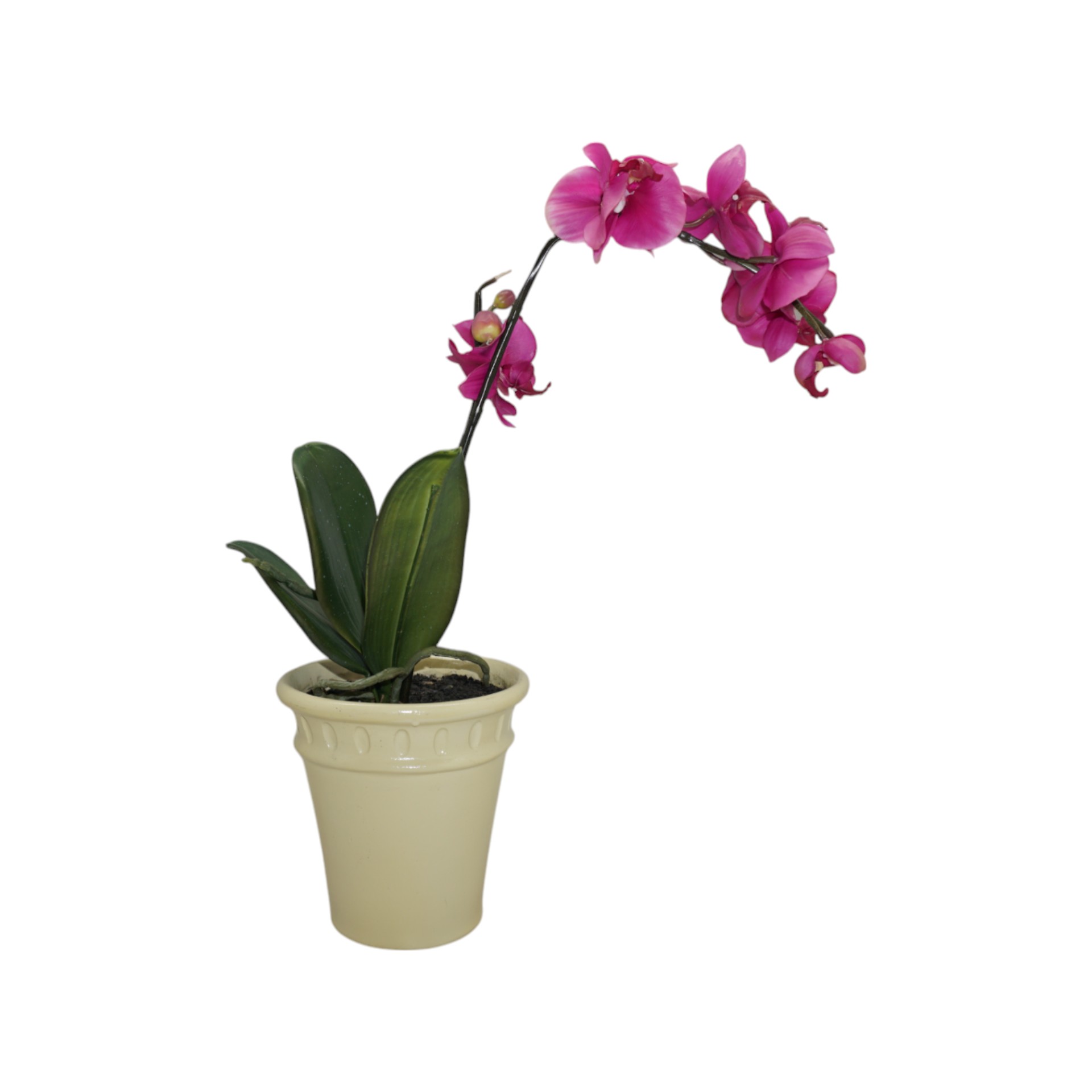 RP getopfte Orchidee pink Darstellung von RP getopfte Orchidee pink