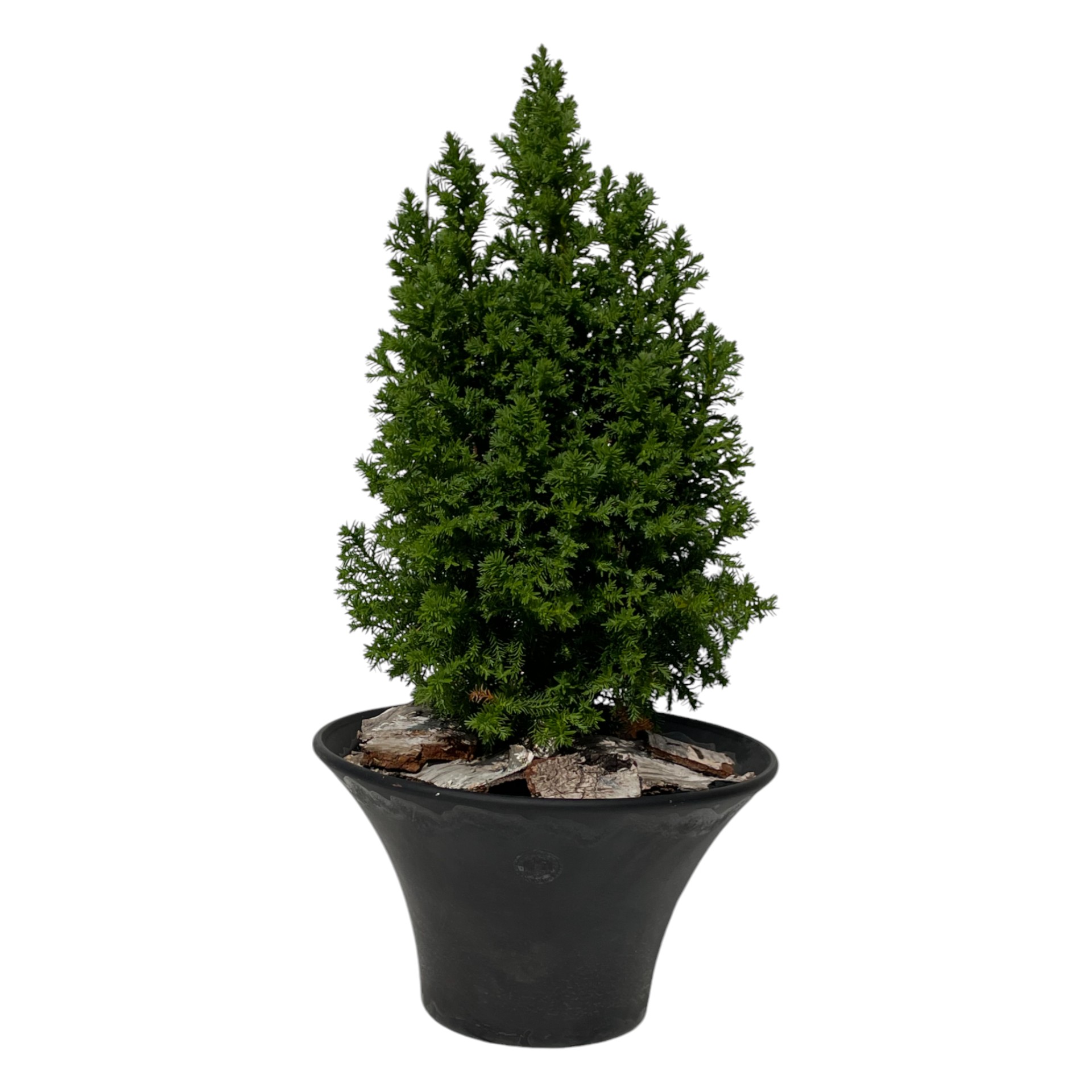 Darstellung von RP Schale ANTHRAZIT MATT 21x11 cm