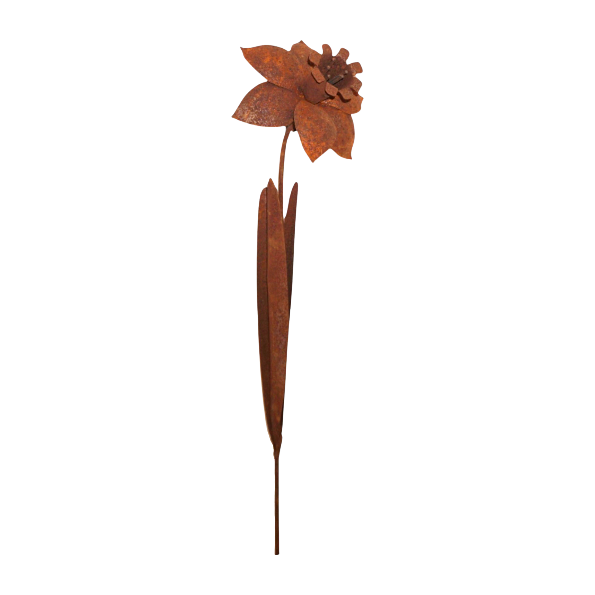 Darstellung von Narzisse z. Stecken rost, h= 110 cm, b= 22 cm