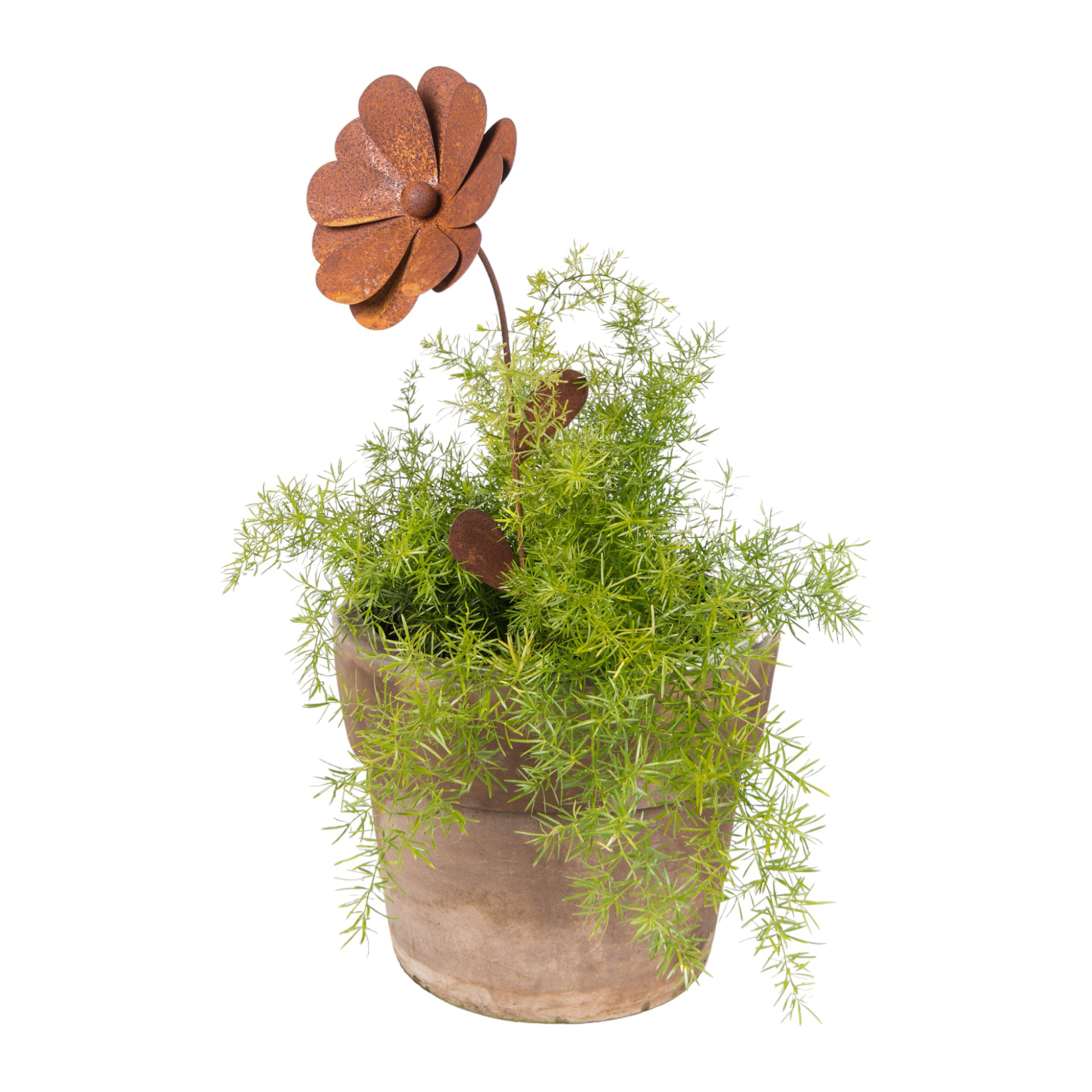 Darstellung von Blume klein mit 2 Blüten