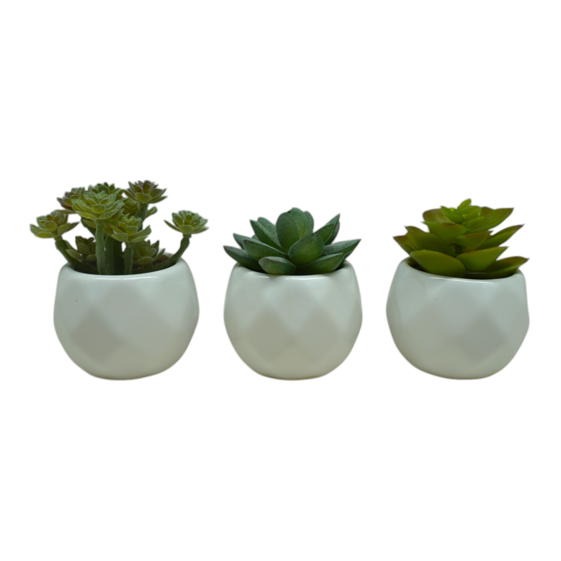 Sukkulenten sortiert i. Topf weiss Darstellung von Sukkulenten sortiert i. Topf weiss