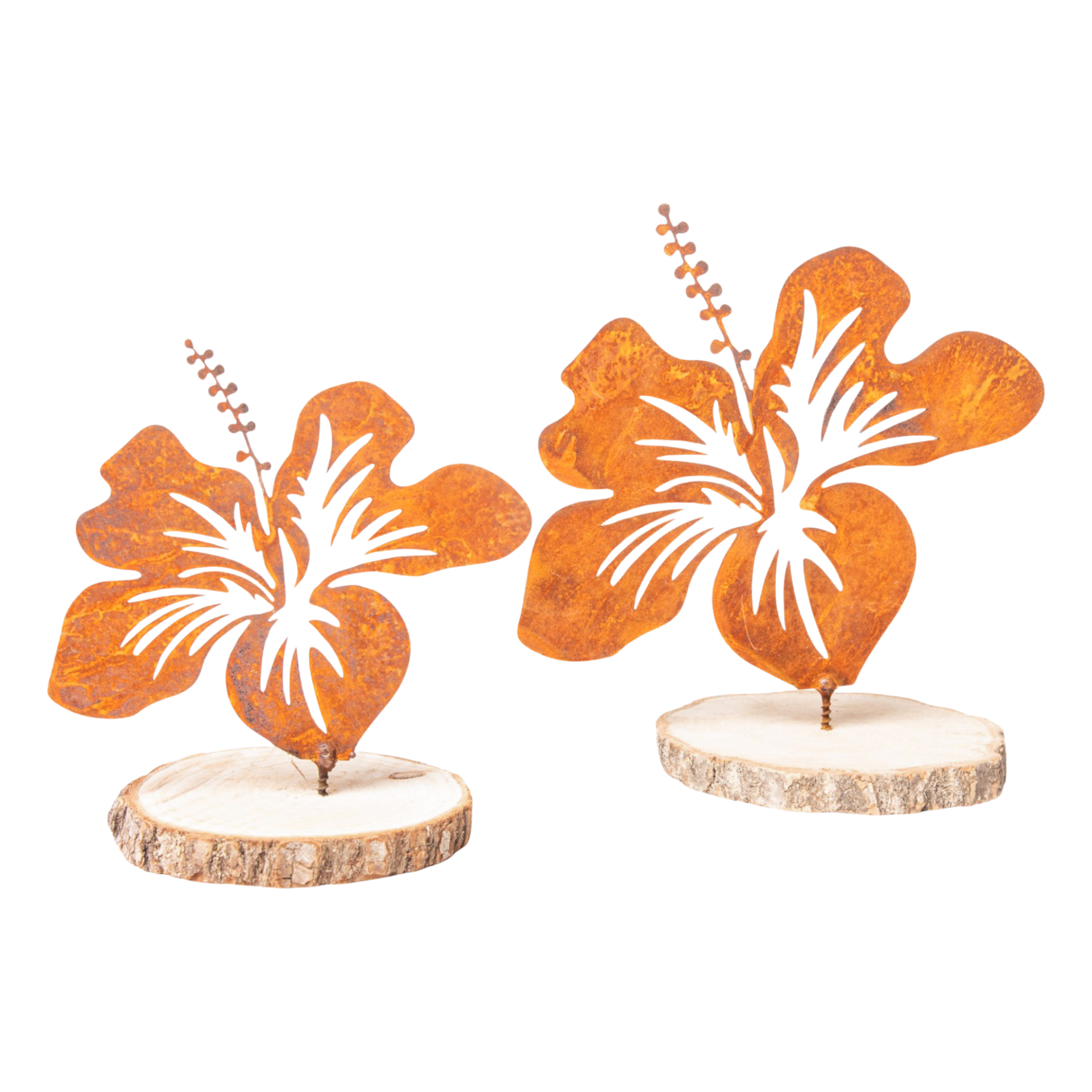 Darstellung von Hibiskus klein mit Dorn