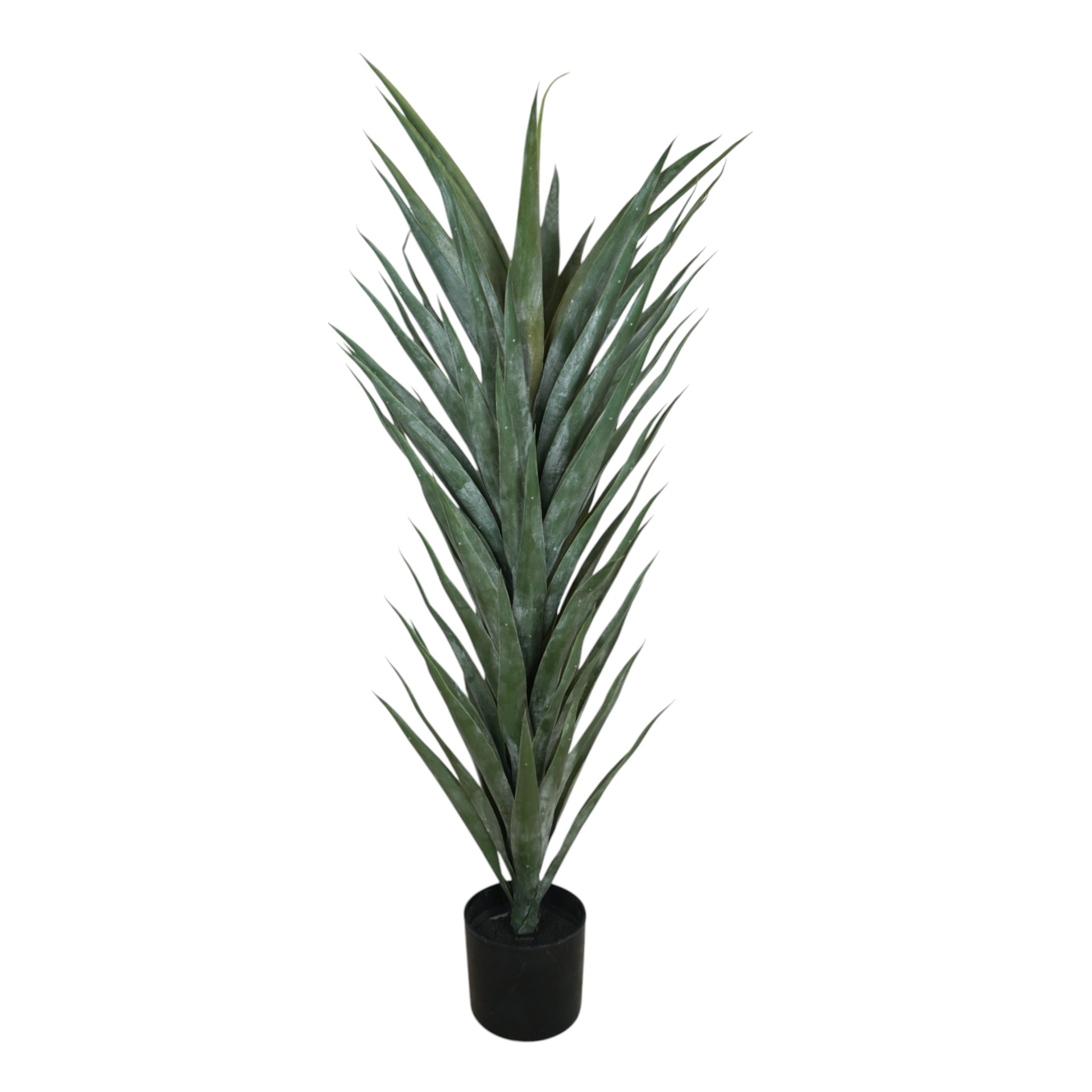 Darstellung von Agave Palme 100 cm
