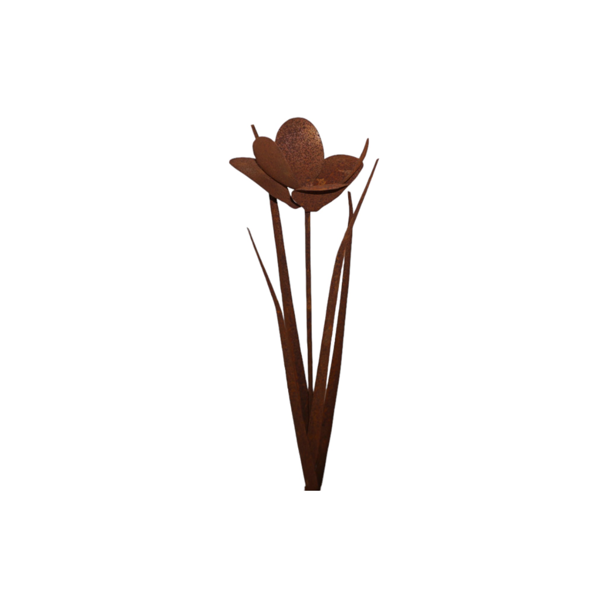 Darstellung von RP Iris z.Stecken rost