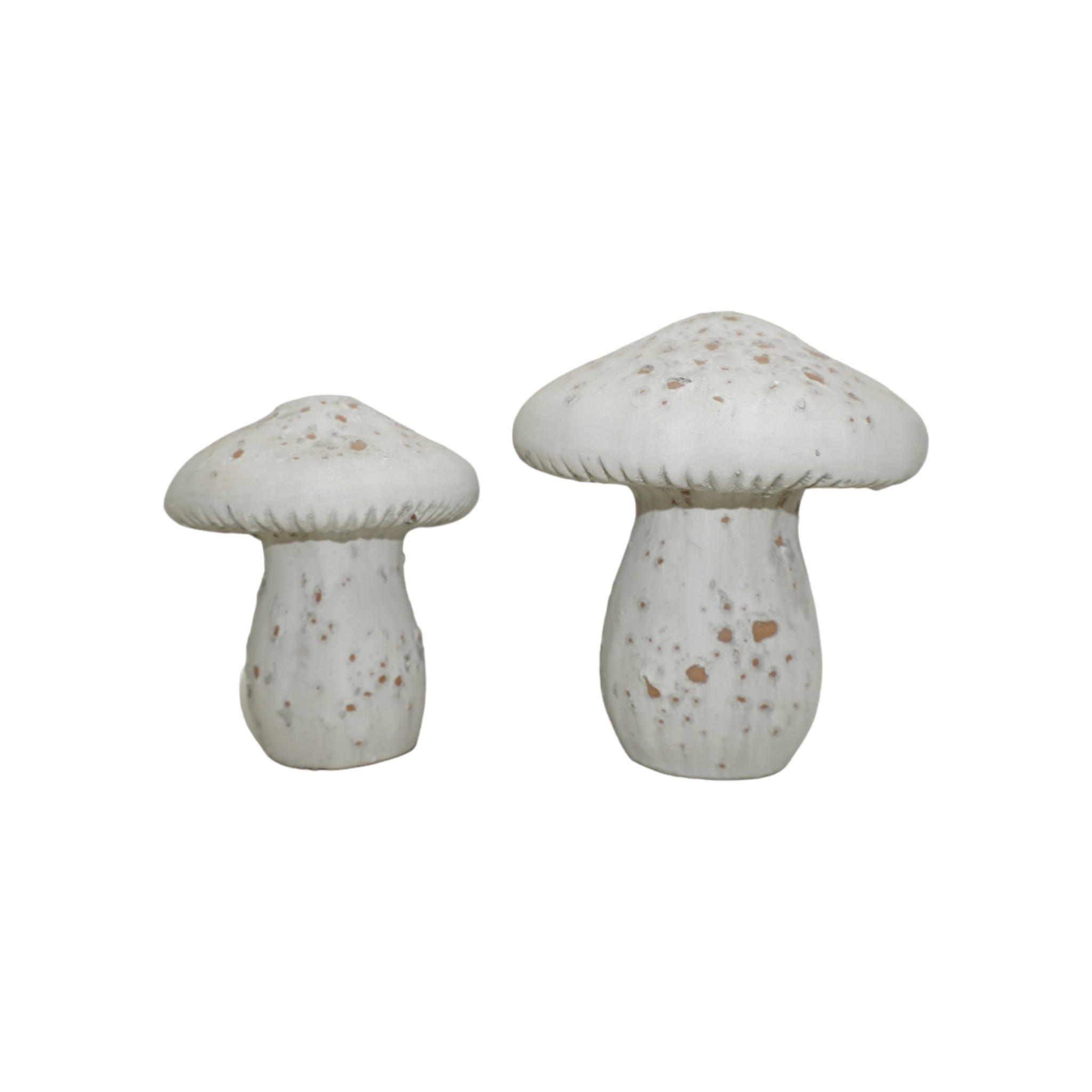 Steinpilz gross Darstellung von Steinpilz gross