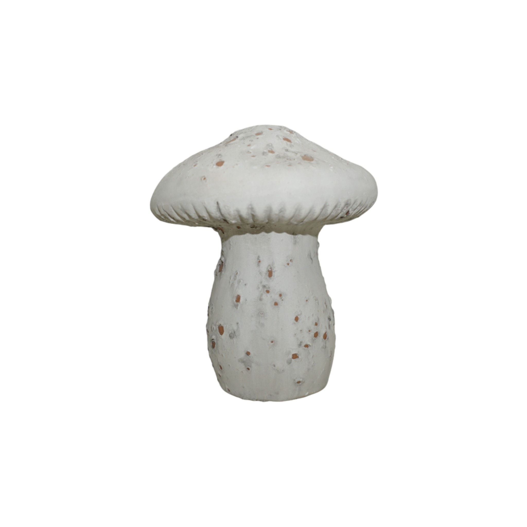 Steinpilz klein Darstellung von Steinpilz klein