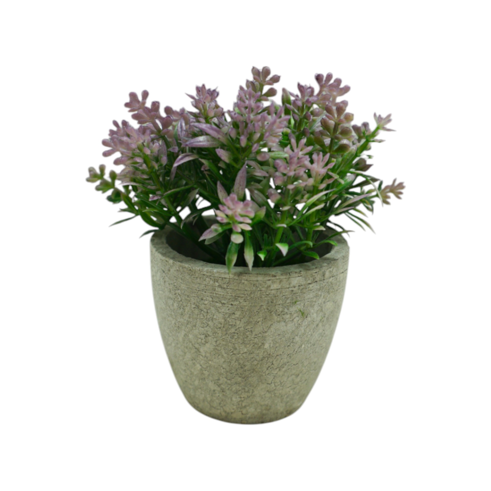 Darstellung von Lavendel hell i. Topf h= 13 cm